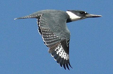 Belted Kingfisher by seabamirum is licensed under CC BY 2.0